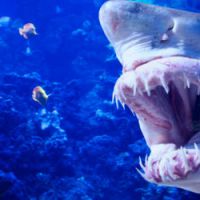 Nouvelle attaque de requin à la Réunion