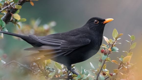 La chasse à la glu (enfin) interdite en France