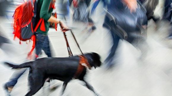 Refoulée d'un magasin à cause de son chien d'assistance