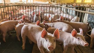 Le Sénat rejette une proposition de loi pour un "élevage éthique"