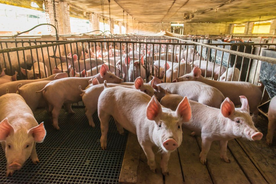 Le Sénat rejette une proposition de loi pour un "élevage éthique"