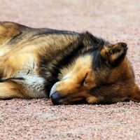 La SPA incite le gouvernement à agir pour défendre les droits des animaux