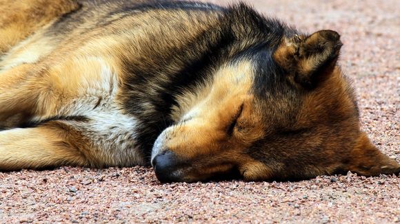 La SPA incite le gouvernement à agir pour défendre les droits des animaux