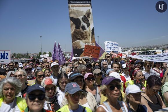 "Dites non au massacre !" : à Istanbul, on se révolte contre l'euthanasie massive des chiens errants
Des militants des droits des animaux manifestent contre le projet de loi du parti au pouvoir AKP visant à retirer les chiens errants des rues, le 2 juin 2024 à Istanbul