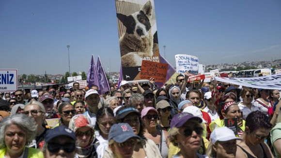 "Dites non au massacre !" : à Istanbul, on se révolte contre l'euthanasie massive des chiens errants