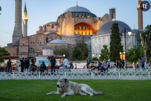 Un chien errant assis devant la Grande Mosquée Hagia, à Istanbul, le 30 mai 2024