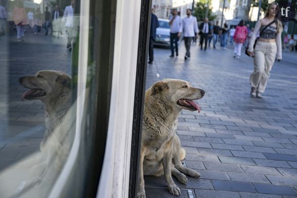 Un chien errant près de la place Taksim, à Istanbul, le 29 mai 2024