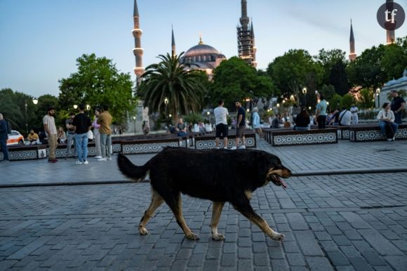 Un chien errant se promène devant la Mosquée Bleue, à Istanbul, le 30 mai 2024