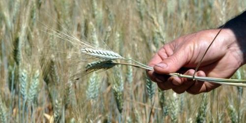 Un agriculteur porte plainte contre Monsanto