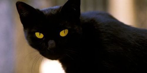 Italie : une femme riche lègue des millions à son chat !
