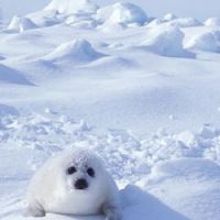 Fonte des glaces et bébés phoques font mauvais ménage
