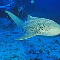 Zebedee, le requin zèbre qui fait des bébés tout seul