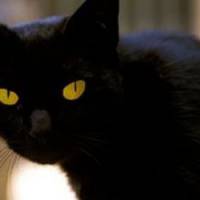 Yummypets : le réseau social des animaux