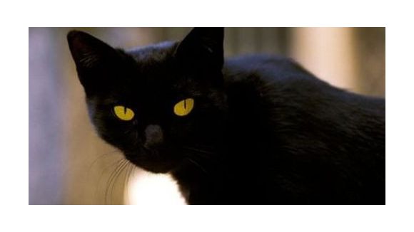 Yummypets : le réseau social des animaux