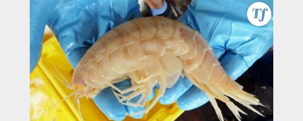 Une crevette géante trouvée en Nouvelle-Zélande