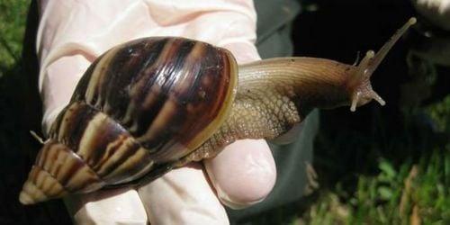 Miami : invasion d’escargots géants 
