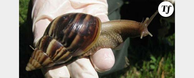 Miami : invasion d’escargots géants 