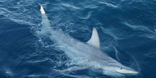 Attaques de requins, un danger réel en Australie