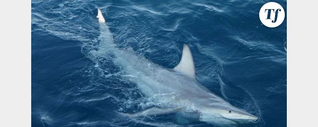Attaques de requins, un danger réel en Australie