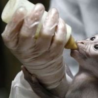 Jardin des plantes : naissance de Loango, un singe Mangabey