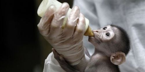 Jardin des plantes : naissance de Loango, un singe Mangabey