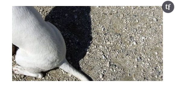 Vera, un chien maltraité retrouve le bonheur