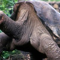 Georges le solitaire : mort d’une tortue géante et de son espèce