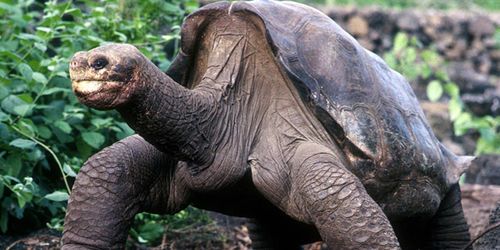 Georges le solitaire : mort d’une tortue géante et de son espèce