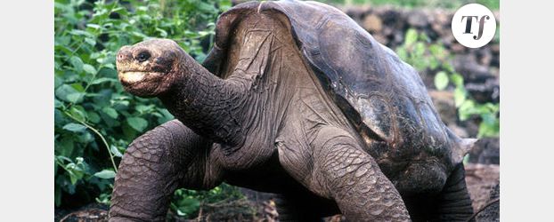 Georges le solitaire : mort d’une tortue géante et de son espèce