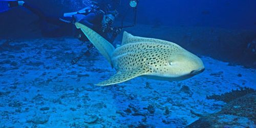 Séduire les requins !