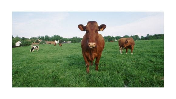 Maladie de Creutzfeldt-Jakob : un nouveau cas signalé en France