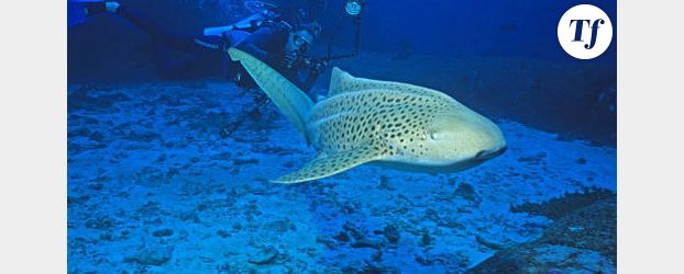 Requin : une attaque mortelle à la Réunion