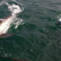 Alerte au requin en Belgique