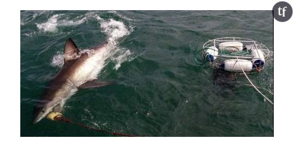 Alerte au requin en Belgique