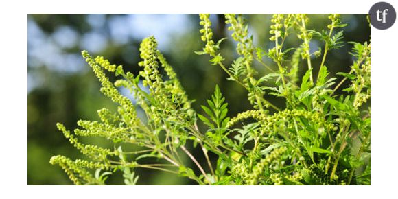 Allergies saisonnières : les pollens d’ambroisie arrivent en France début août