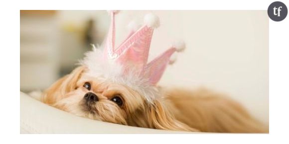 Un hôtel pour chiens à New York