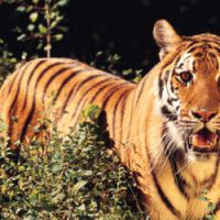 Canicule été 2012 : les tigres adorent la glace au sang – Vidéo