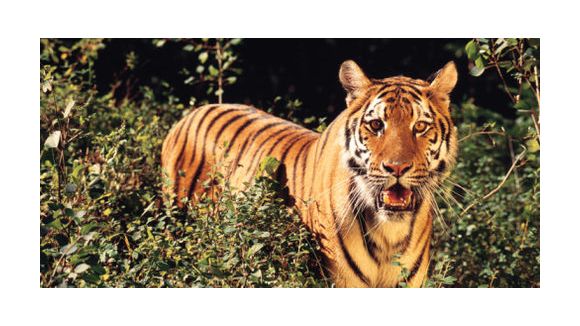 Canicule été 2012 : les tigres adorent la glace au sang – Vidéo