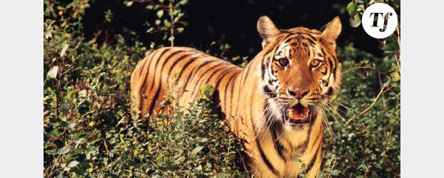 Canicule été 2012 : les tigres adorent la glace au sang – Vidéo