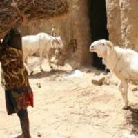 Mali : les islamistes mutilent les femmes non-voilées