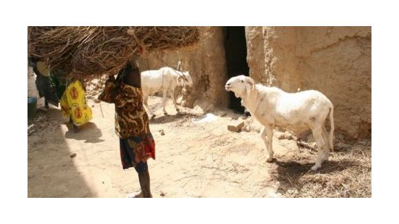 Mali : les islamistes mutilent les femmes non-voilées