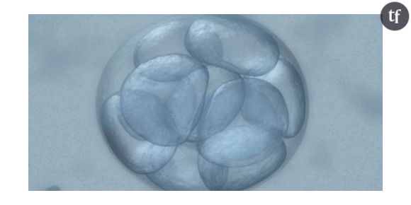 Bioéthique : limiter la FIV à trois embryons par couple ?