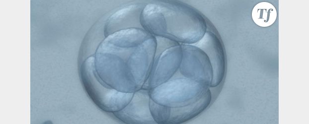 Bioéthique : limiter la FIV à trois embryons par couple ?