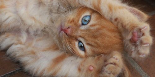 Les images de chatons favorisent la concentration et la patience