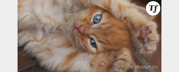 Les images de chatons favorisent la concentration et la patience