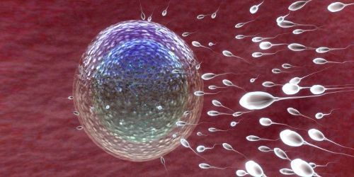 Des biologistes créent avec succès des ovocytes fécondables