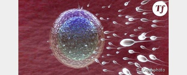Des biologistes créent avec succès des ovocytes fécondables