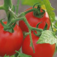 Les tomates, précieuses alliées contre l'AVC