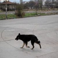 Chipie : le chien qui a fait le tour de France en camion