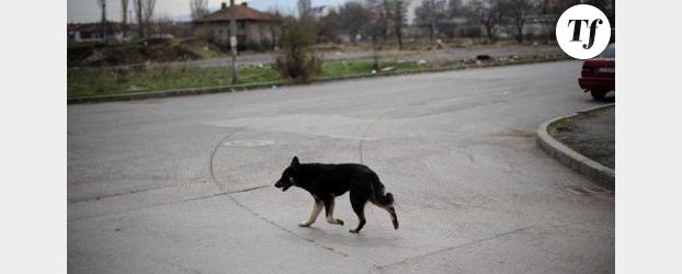 Chipie : le chien qui a fait le tour de France en camion